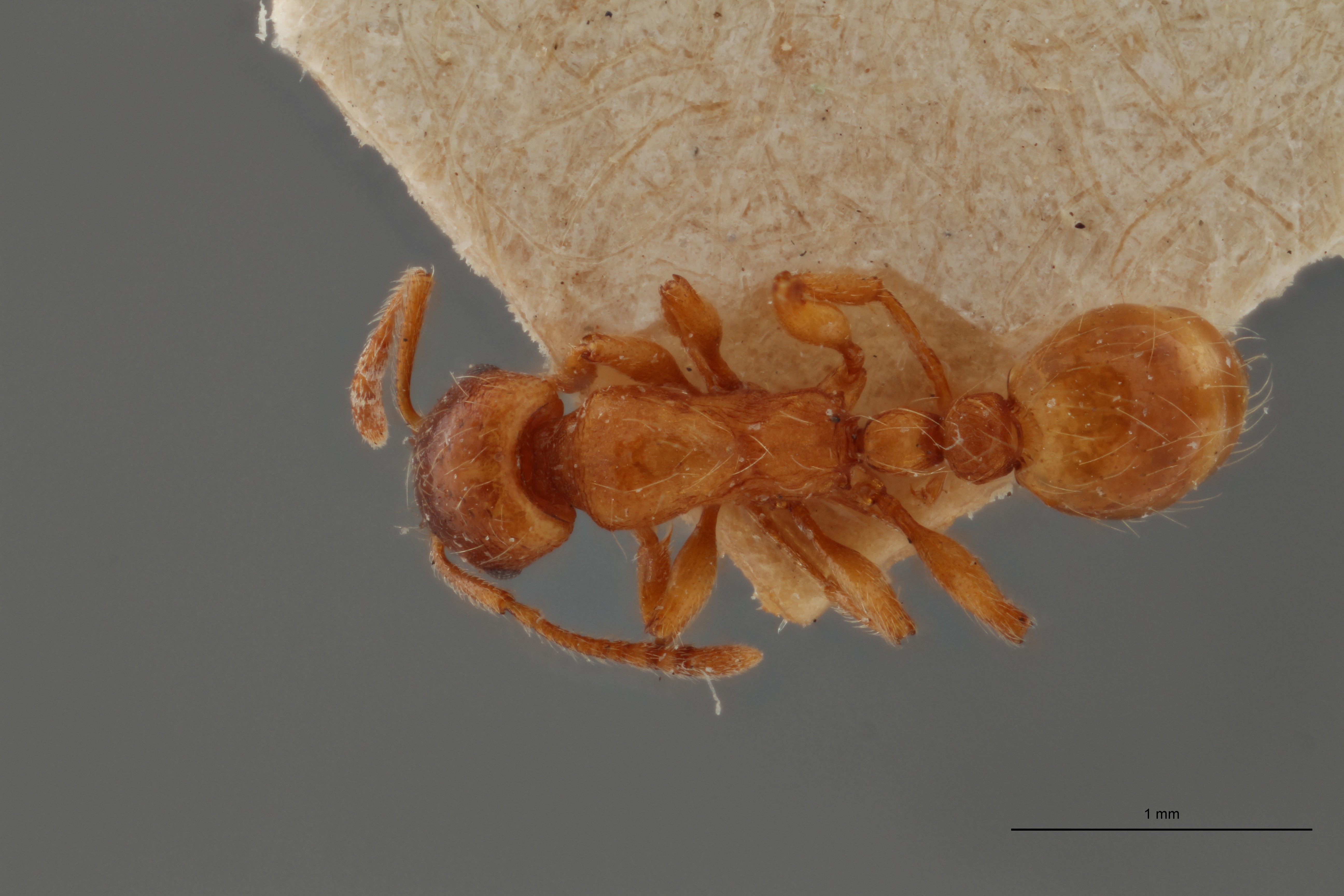 B101 Strongylognathus huberi Dorsal ZS PMax.jpg