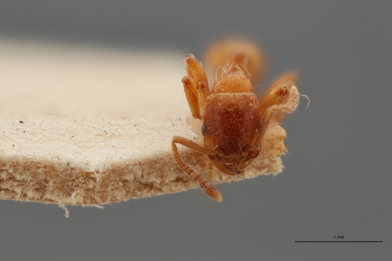 B101 Strongylognathus huberi Frontal ZS PMax.jpg B101 Strongylognathus huberi Frontal ZS PMax.jpg