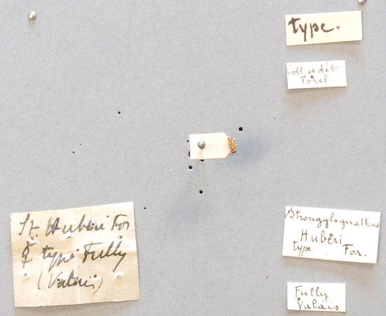 B101 Strongylognathus huberi Labels.JPG B101 Strongylognathus huberi Labels.JPG