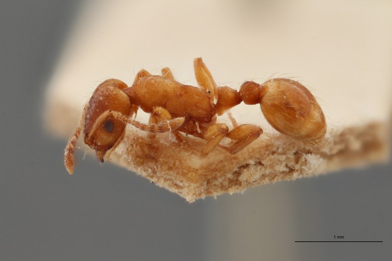 B101 Strongylognathus huberi Lateral ZS PMax.jpg B101 Strongylognathus huberi Lateral ZS PMax.jpg