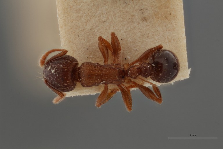 B099 Tetramorium bordagei Dorsal ZS PMax.jpg B099 Tetramorium bordagei Dorsal ZS PMax.jpg