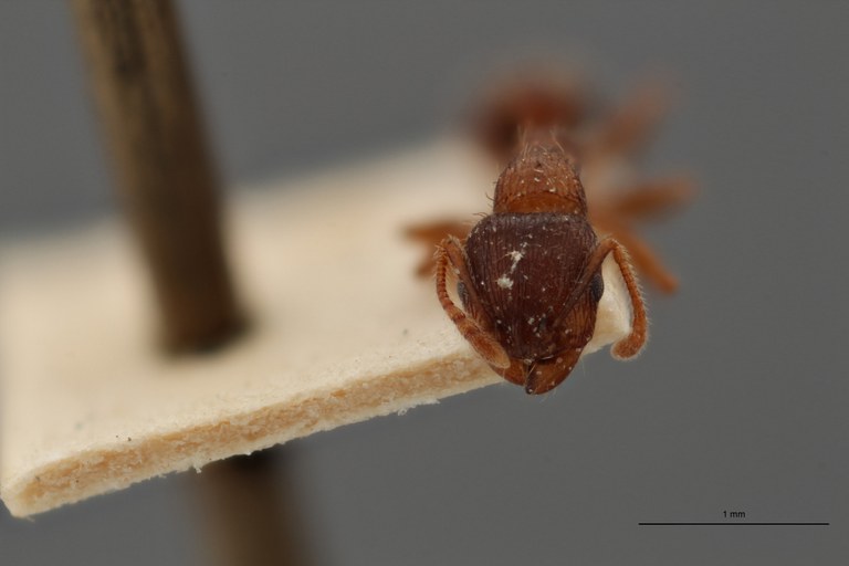 B099 Tetramorium bordagei Frontal ZS PMax.jpg B099 Tetramorium bordagei Frontal ZS PMax.jpg