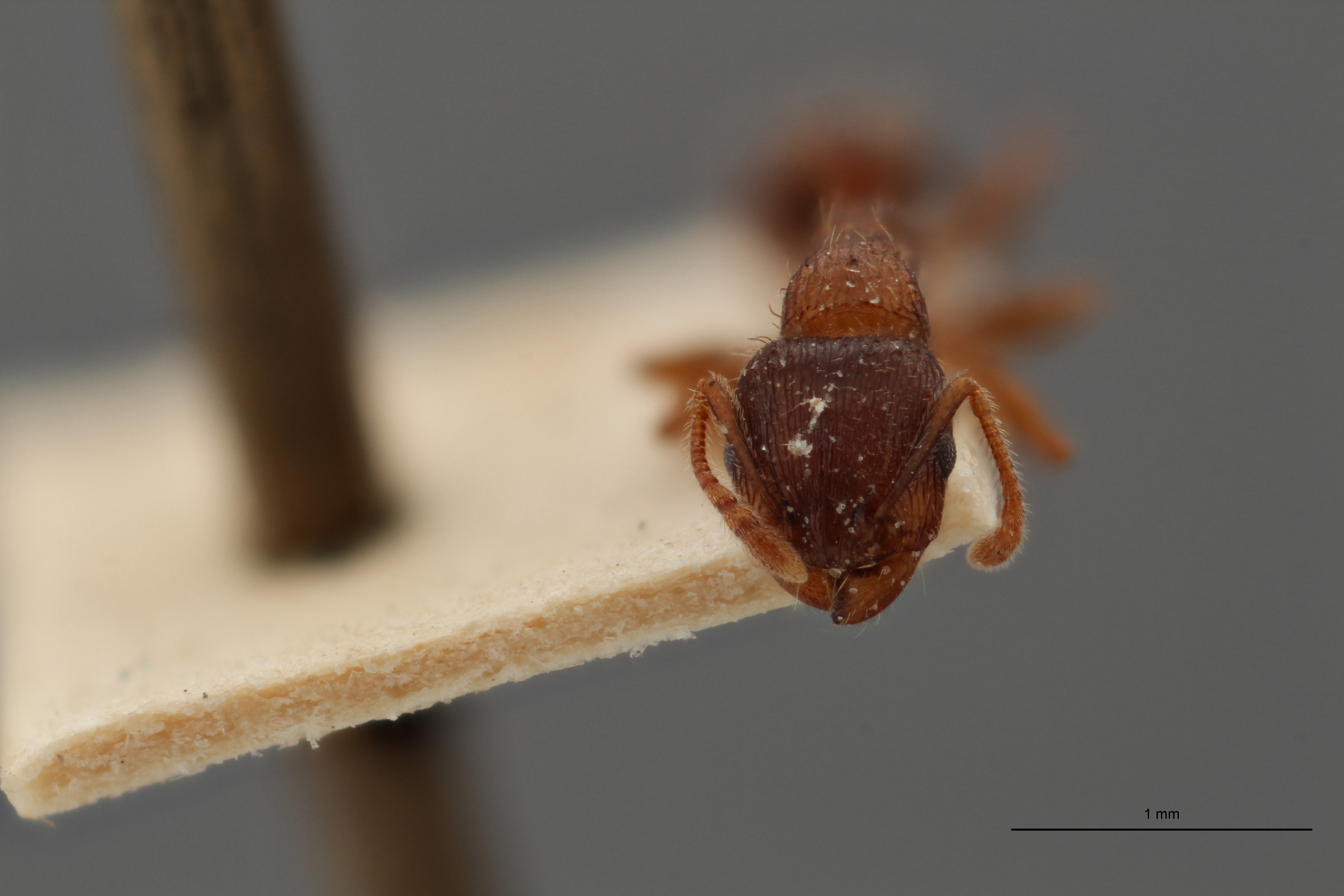 B099 Tetramorium bordagei Frontal ZS PMax.jpg