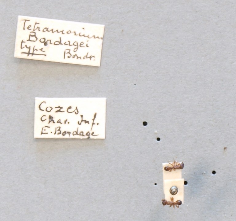 B099 Tetramorium bordagei Labels.JPG B099 Tetramorium bordagei Labels.JPG