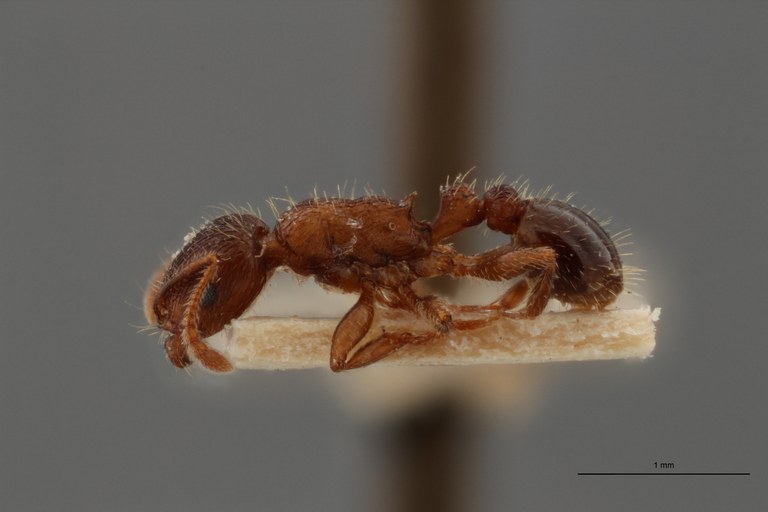 B099 Tetramorium bordagei Lateral ZS PMax.jpg B099 Tetramorium bordagei Lateral ZS PMax.jpg