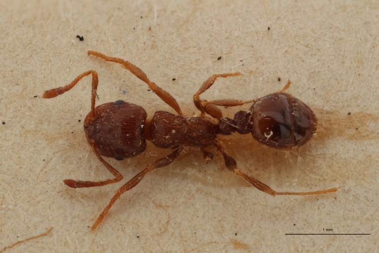B097 Tetramorium caespitum var. carpentieri Dorsal ZS PMax.jpg