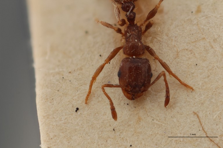 B097 Tetramorium caespitum var. carpentieri Frontal ZS PMax.jpg