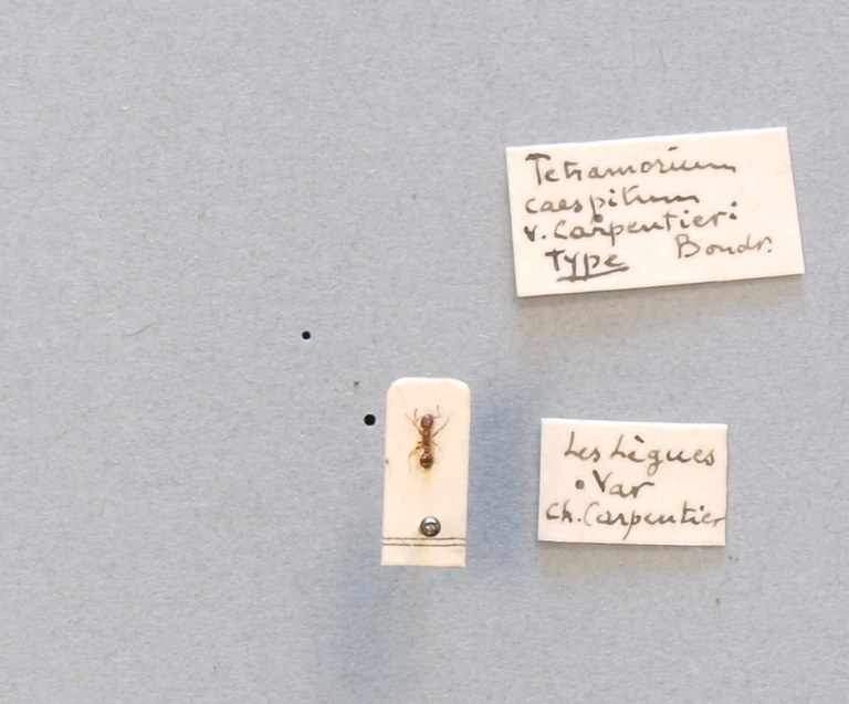 B097 Tetramorium caespitum var. carpentieri Labels.JPG