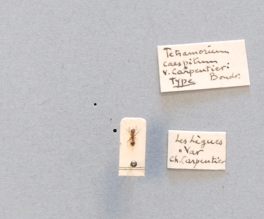 B097 Tetramorium caespitum var. carpentieri Labels.JPG