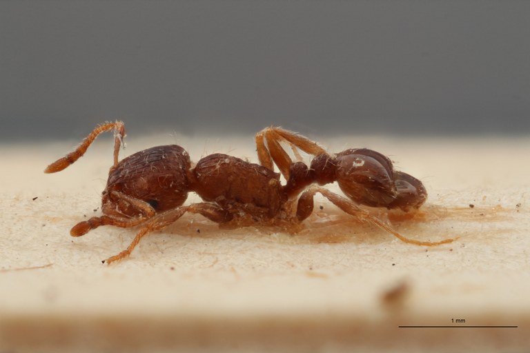 B097 Tetramorium caespitum var. carpentieri Lateral ZS PMax.jpg