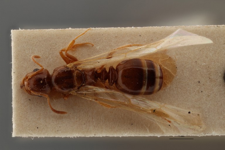 B100 Tetramorium caespitum var. diomedea Dorsal ZS DMap.jpg B100 Tetramorium caespitum var. diomedea Dorsal ZS DMap.jpg