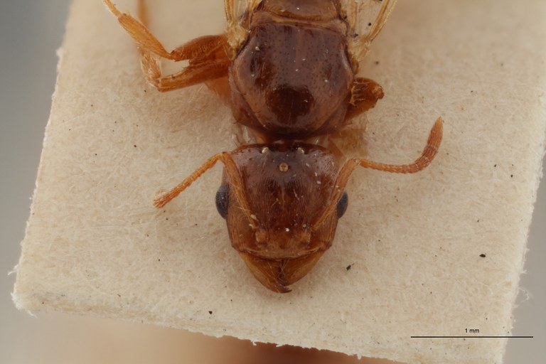 B100 Tetramorium caespitum var. diomedea Frontal ZS PMax.jpg B100 Tetramorium caespitum var. diomedea Frontal ZS PMax.jpg