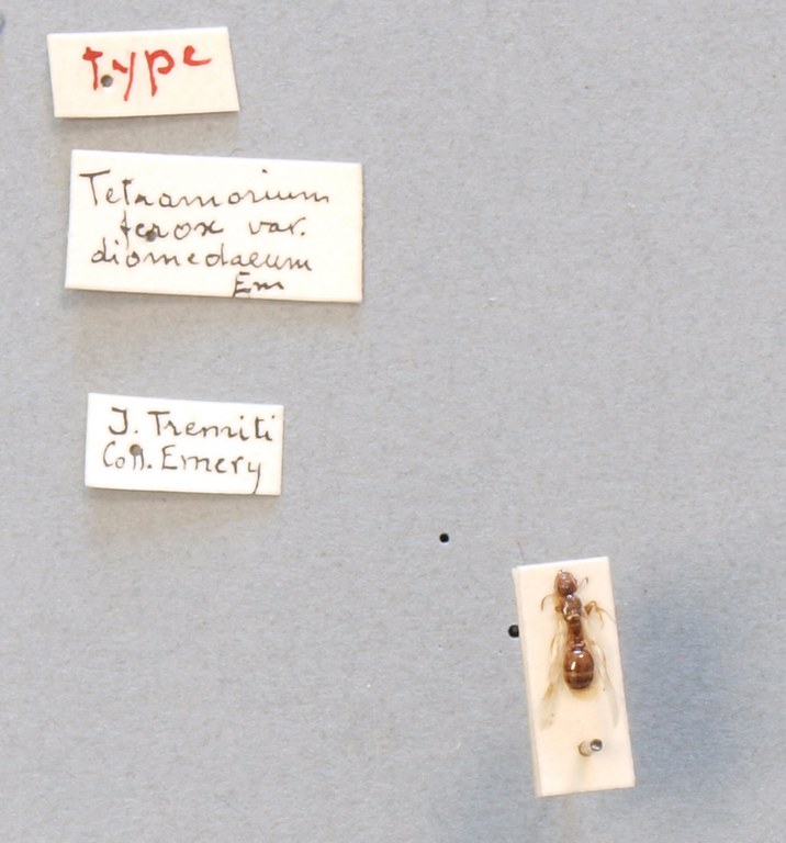 B100 Tetramorium caespitum var. diomedea Labels.JPG B100 Tetramorium caespitum var. diomedea Labels.JPG