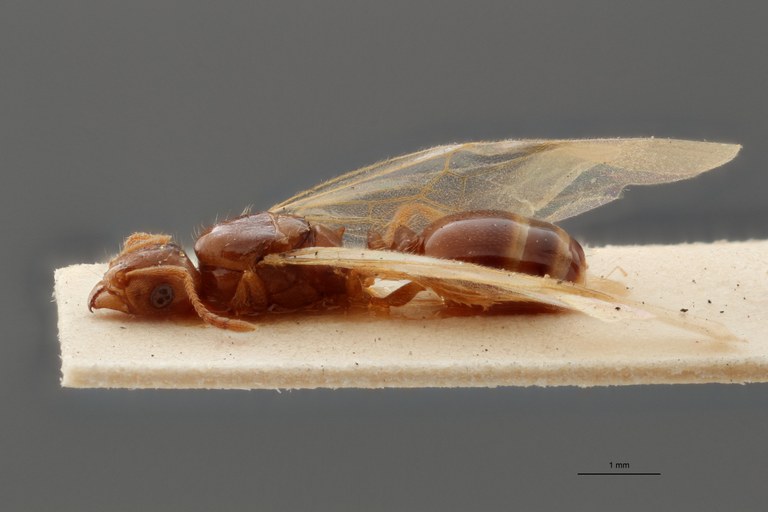 B100 Tetramorium caespitum var. diomedea Lateral ZS DMap.jpg B100 Tetramorium caespitum var. diomedea Lateral ZS DMap.jpg