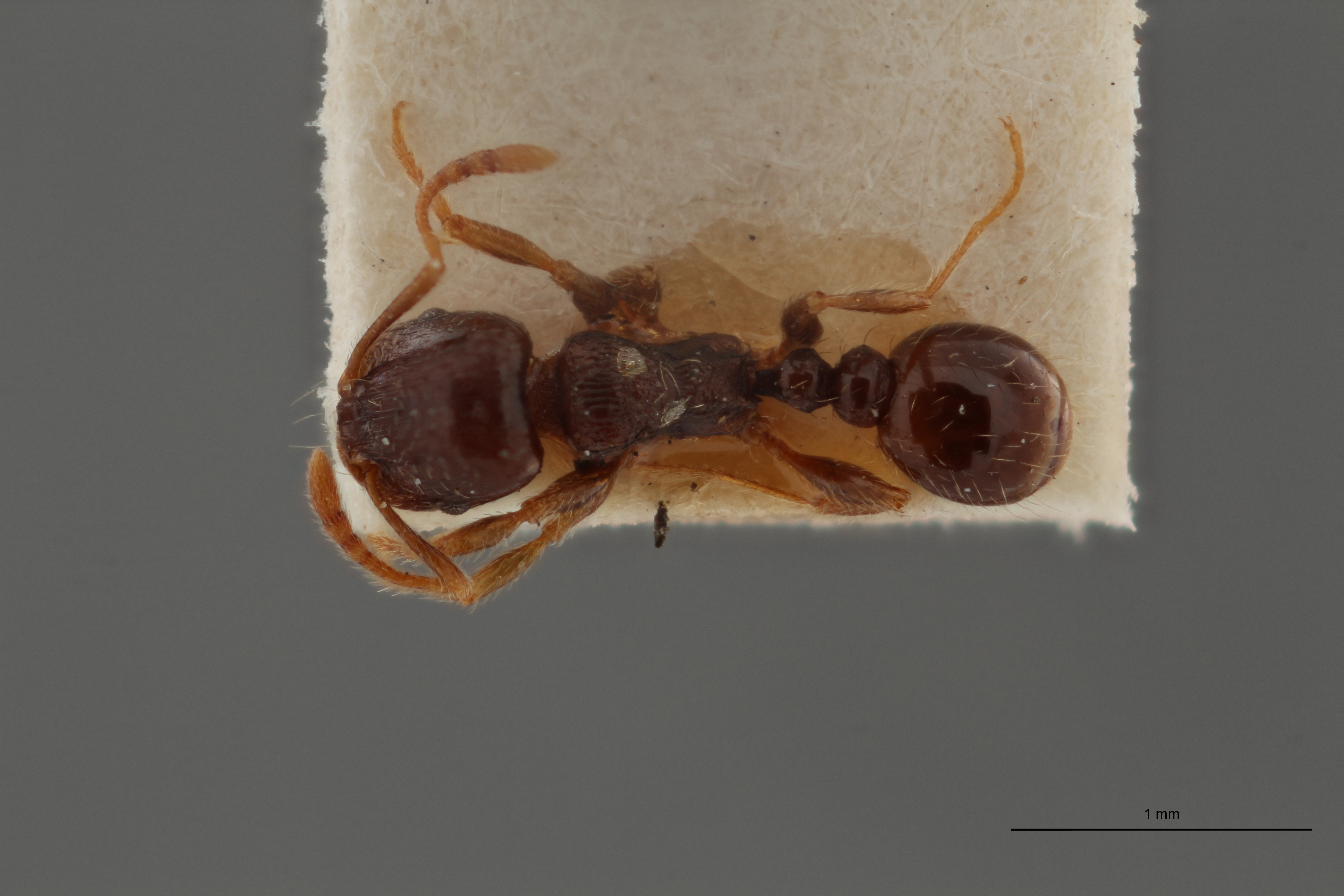 B096 Tetramorium caespitum var. rabaudi Dorsal ZS PMax.jpg