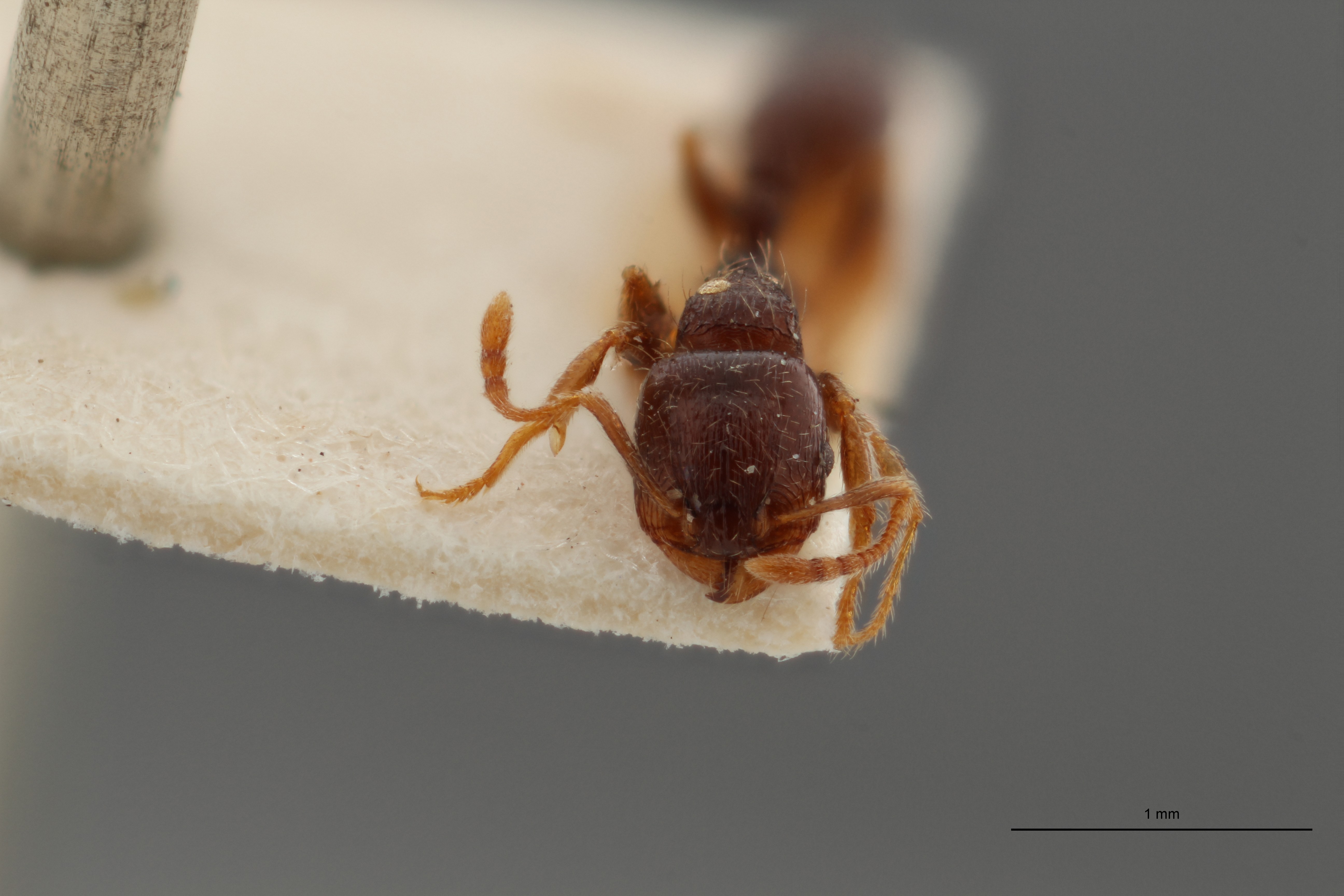 B096 Tetramorium caespitum var. rabaudi Frontal ZS PMax.jpg