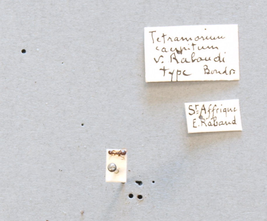 B096 Tetramorium caespitum var. rabaudi Labels.JPG
