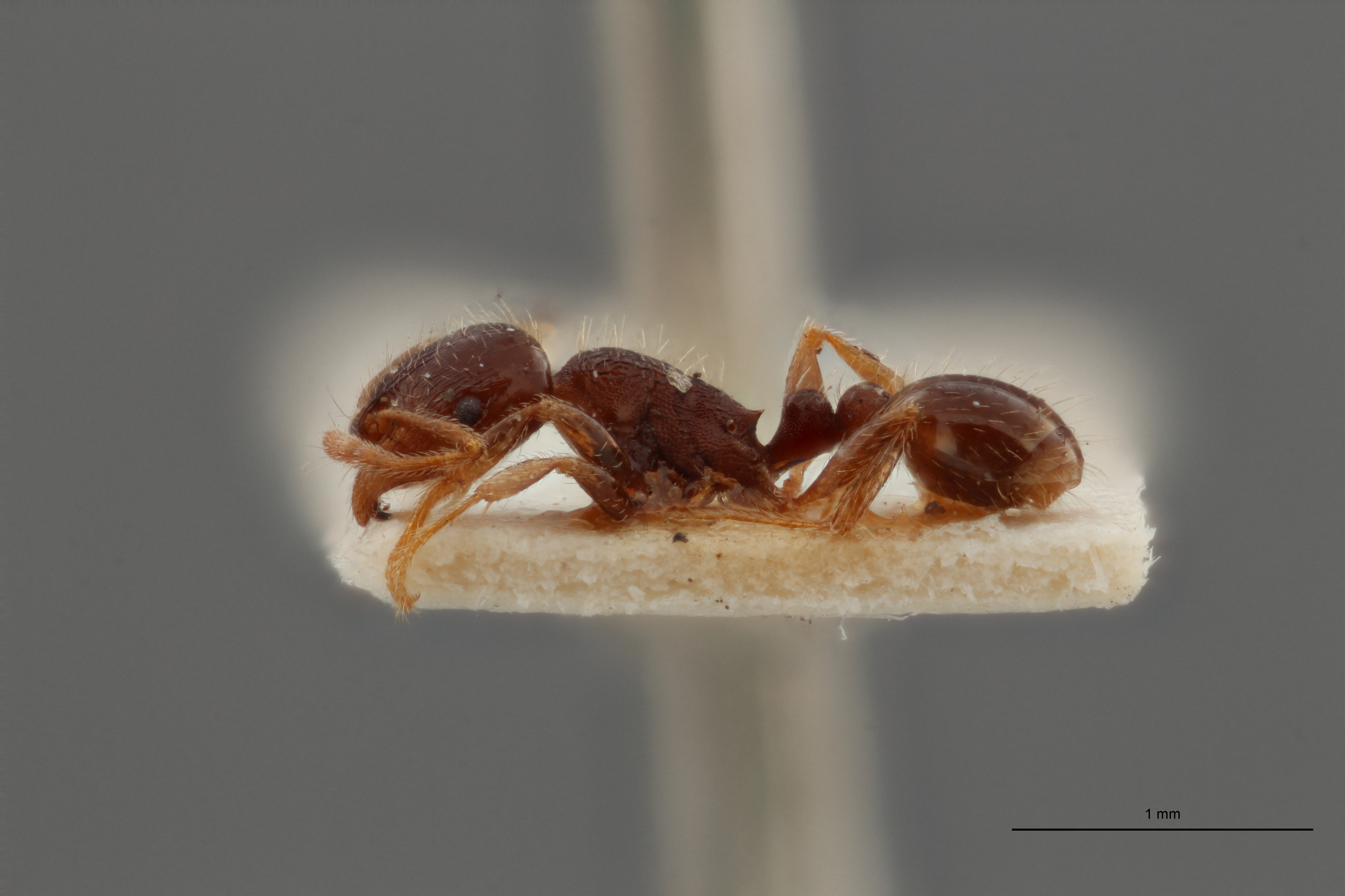 B096 Tetramorium caespitum var. rabaudi Lateral ZS PMax.jpg