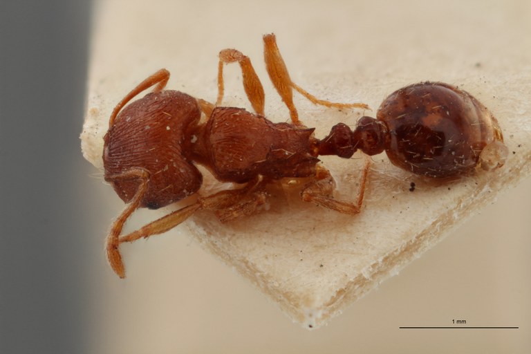B098 Tetramorium schmidti Dorsal ZS PMax.jpg B098 Tetramorium schmidti Dorsal ZS PMax.jpg