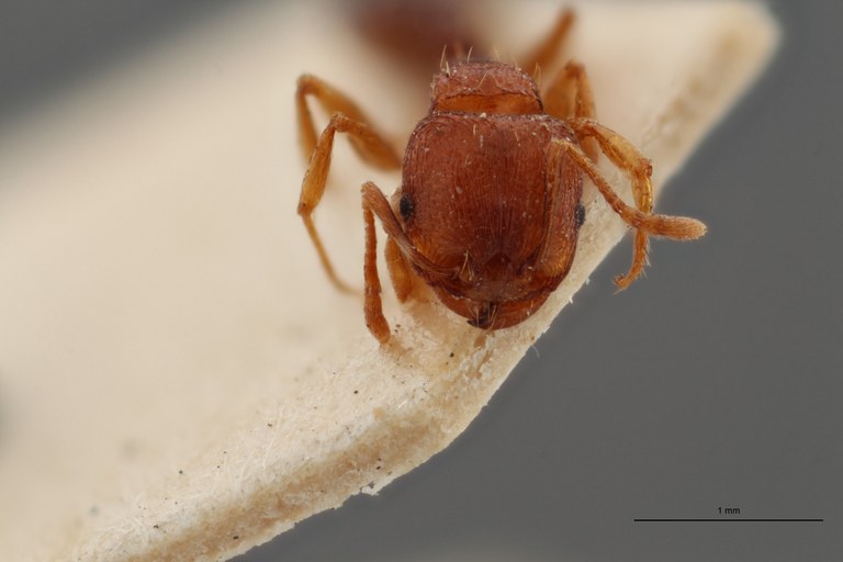 B098 Tetramorium schmidti Frontal ZS PMax.jpg B098 Tetramorium schmidti Frontal ZS PMax.jpg