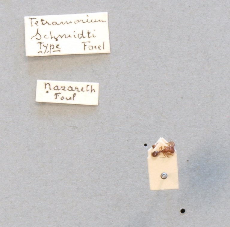 B098 Tetramorium schmidti Labels.JPG B098 Tetramorium schmidti Labels.JPG