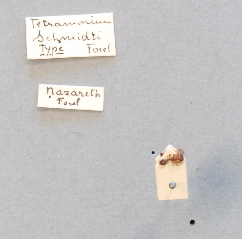 B098 Tetramorium schmidti Labels.JPG