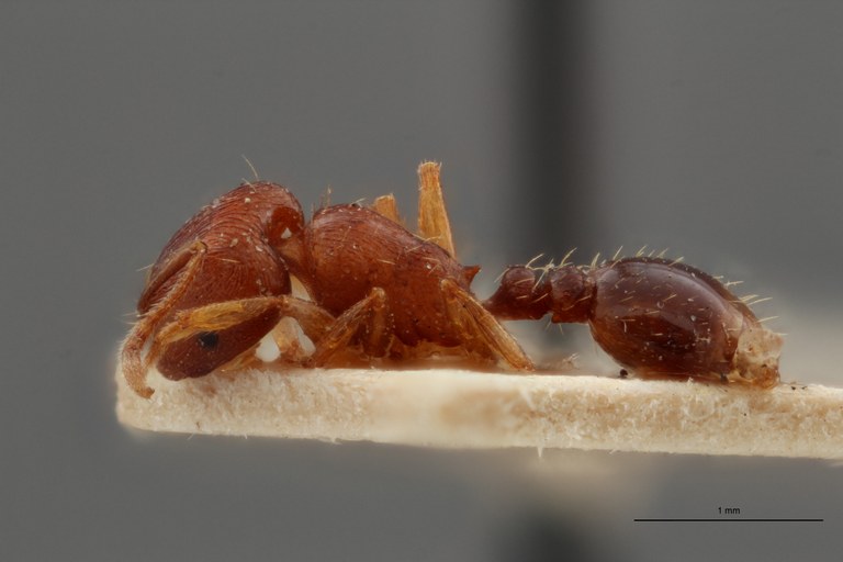 B098 Tetramorium schmidti Lateral ZS PMax.jpg B098 Tetramorium schmidti Lateral ZS PMax.jpg