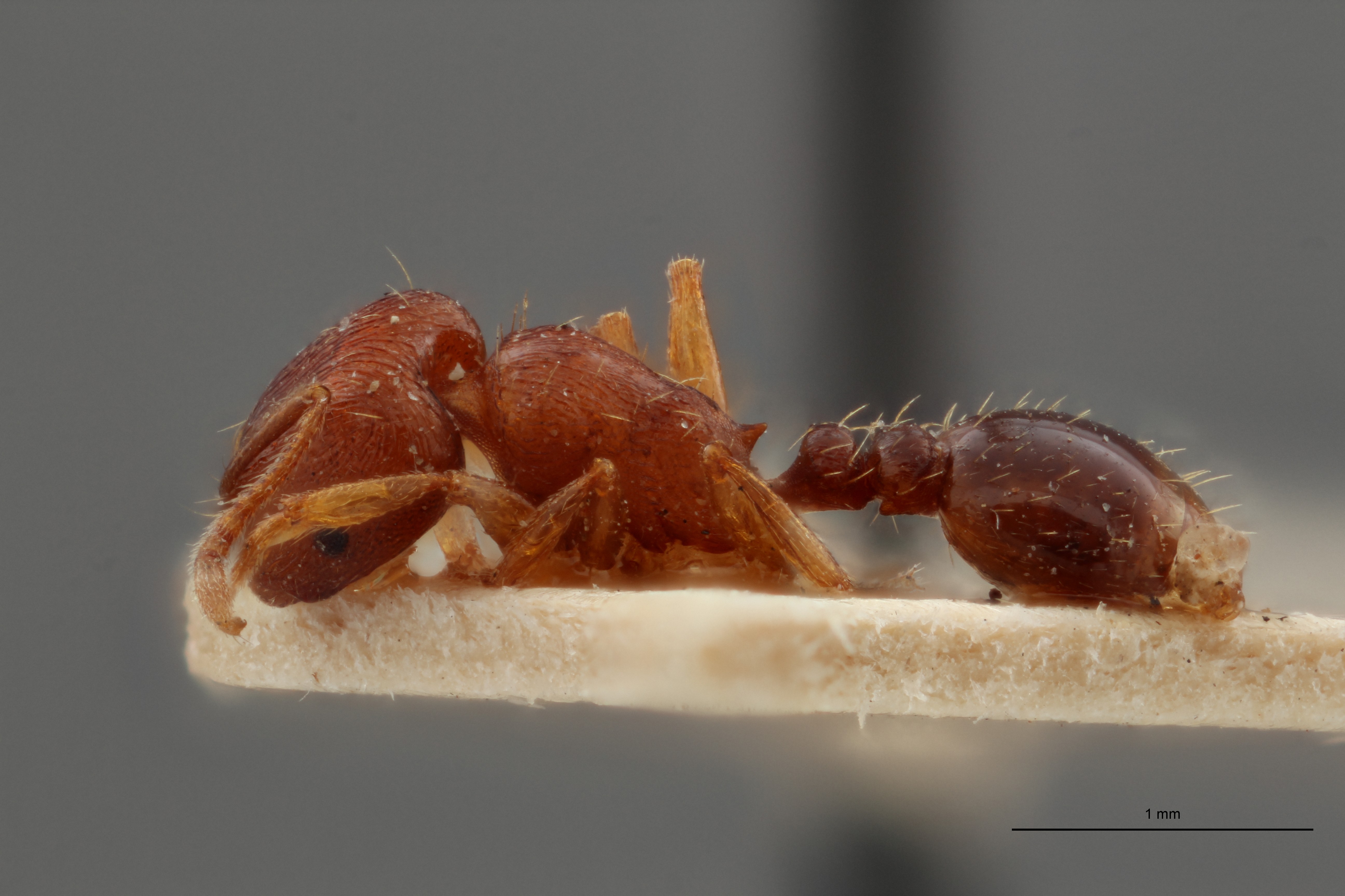 B098 Tetramorium schmidti Lateral ZS PMax.jpg