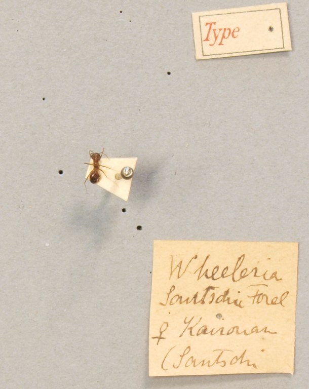 TYPFORM029 Wheeleria santschii Labels.JPG