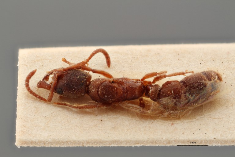 TYPFORM010 Belonopelta darwini var. madecassa Dorsal ZS PMax_1.jpg