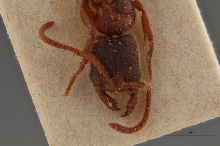 TYPFORM010 Belonopelta darwini var. madecassa Frontal ZS PMax_1.jpg
