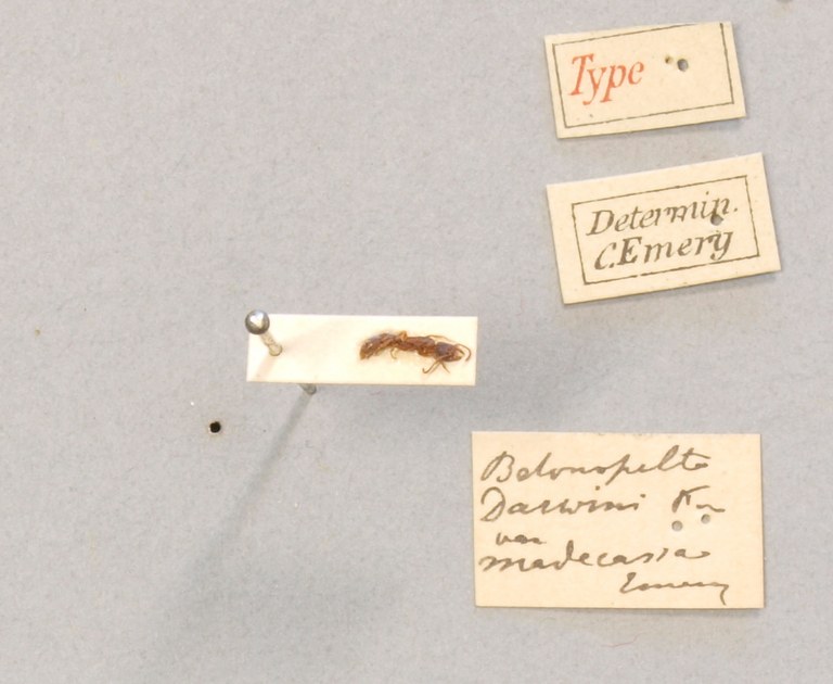 TYPFORM010 Belonopelta darwini var. madecassa Labels.JPG
