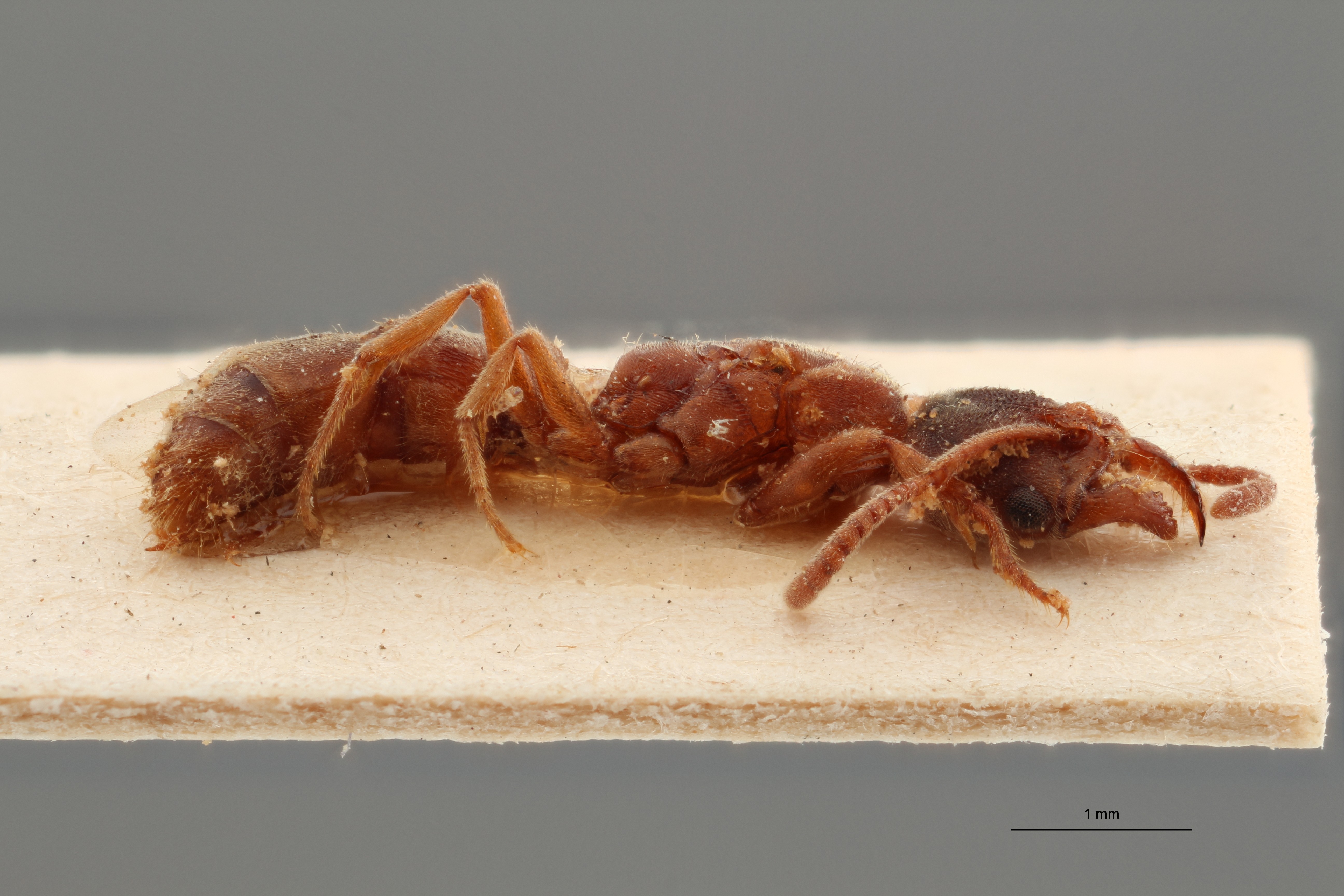 TYPFORM010 Belonopelta darwini var. madecassa Lateral ZS PMax_1.jpg