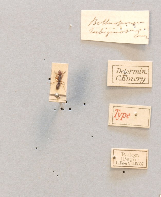 TYPFORM007 Bothroponera rubiginosa Labels.JPG