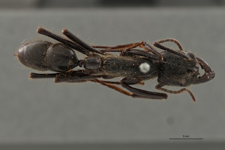 FUN001 Dinoponera grandis Dorsal ZS PMax.jpg FUN001 Dinoponera grandis Dorsal ZS PMax.jpg