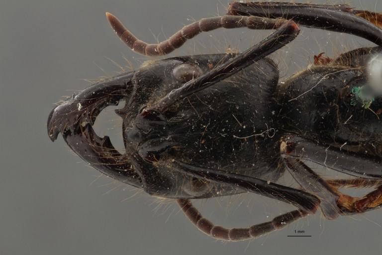 FUN001 Dinoponera grandis Frontal ZS PMax.jpg FUN001 Dinoponera grandis Frontal ZS PMax.jpg