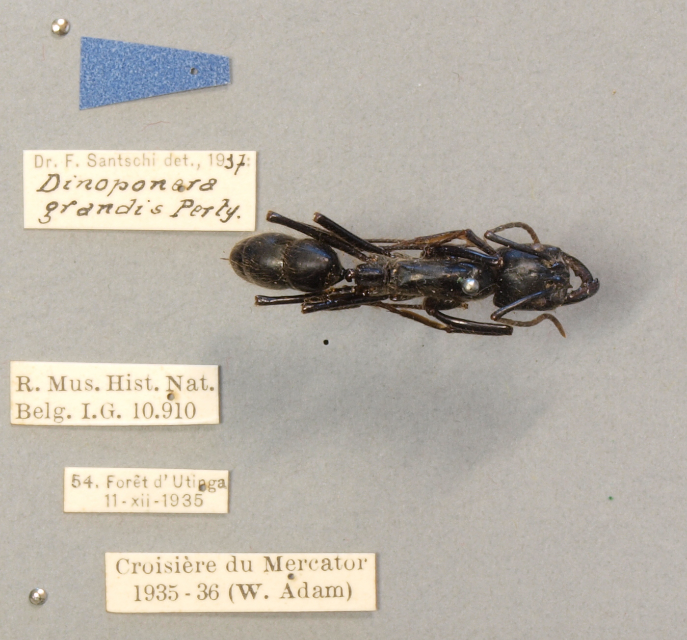 FUN001 Dinoponera grandis Labels.JPG