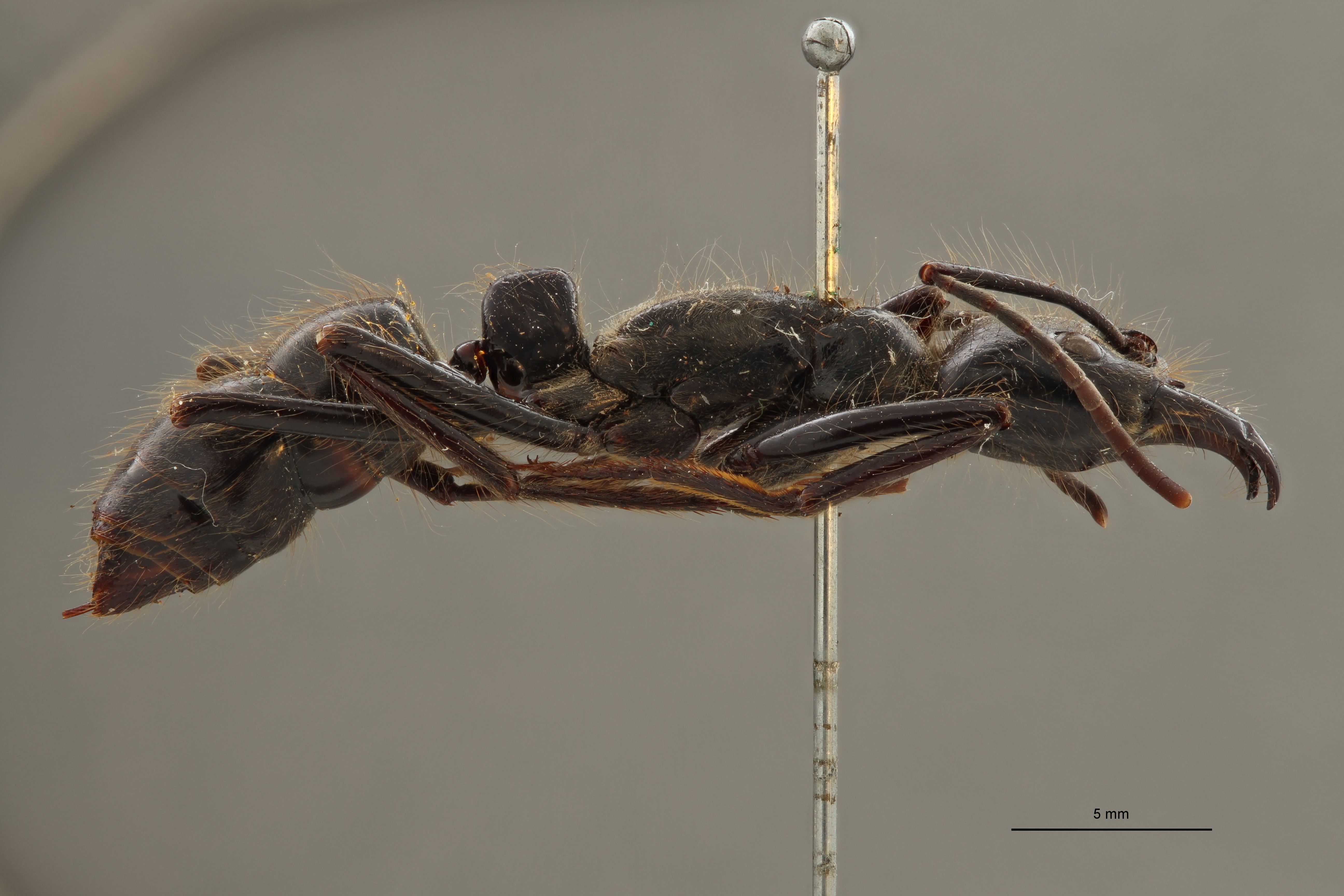 FUN001 Dinoponera grandis Lateral ZS PMax.jpg