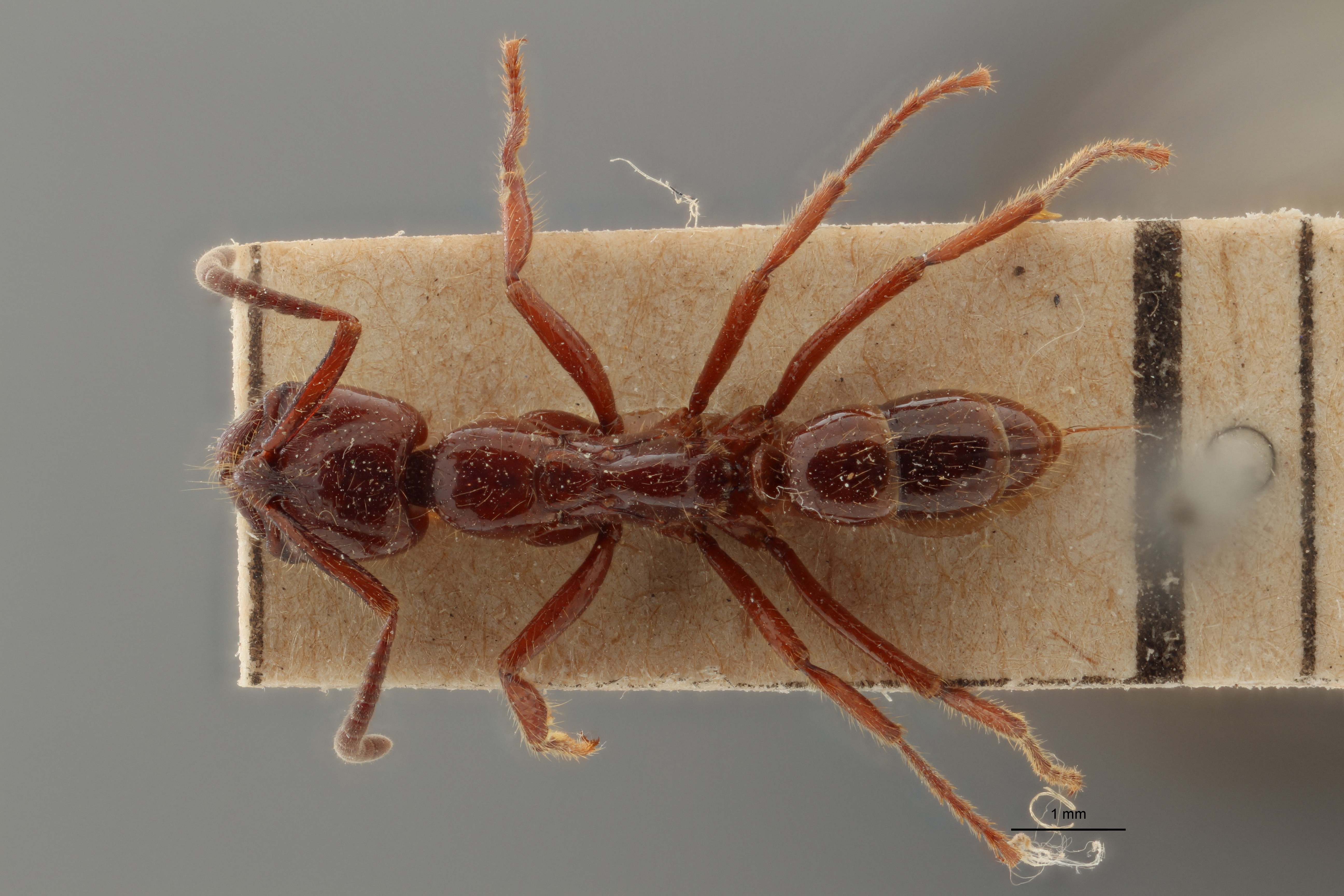 TYPFORM011 Lobopelta ocellifera var. distinguenda Dorsal ZS PMax.jpg