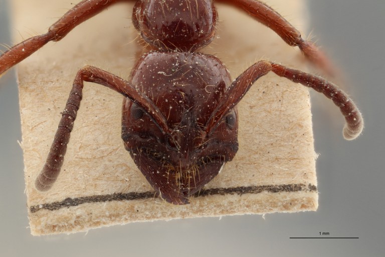 TYPFORM011 Lobopelta ocellifera var. distinguenda Frontal ZS PMax.jpg TYPFORM011 Lobopelta ocellifera var. distinguenda Frontal ZS PMax.jpg