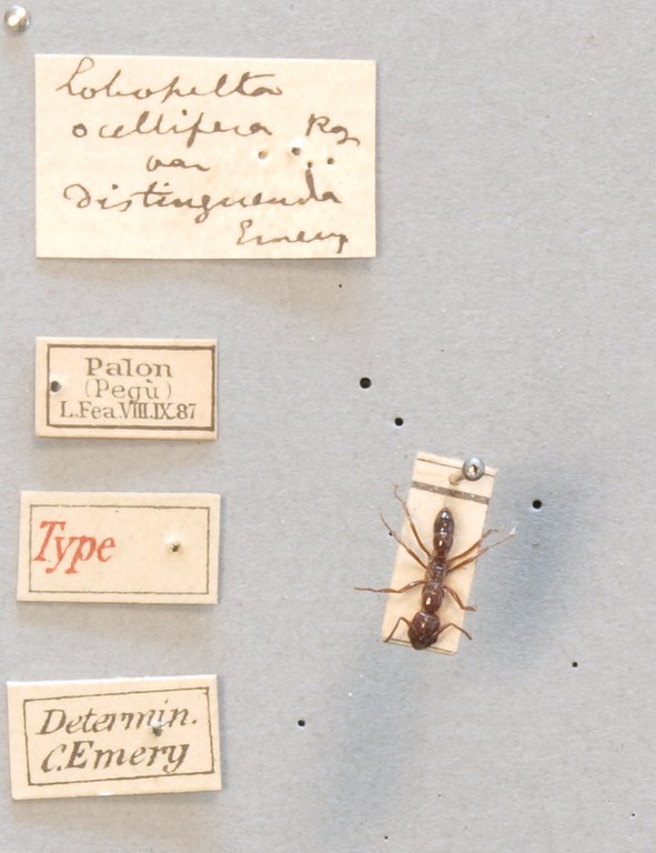 TYPFORM011 Lobopelta ocellifera var. distinguenda Labels.JPG TYPFORM011 Lobopelta ocellifera var. distinguenda Labels.JPG