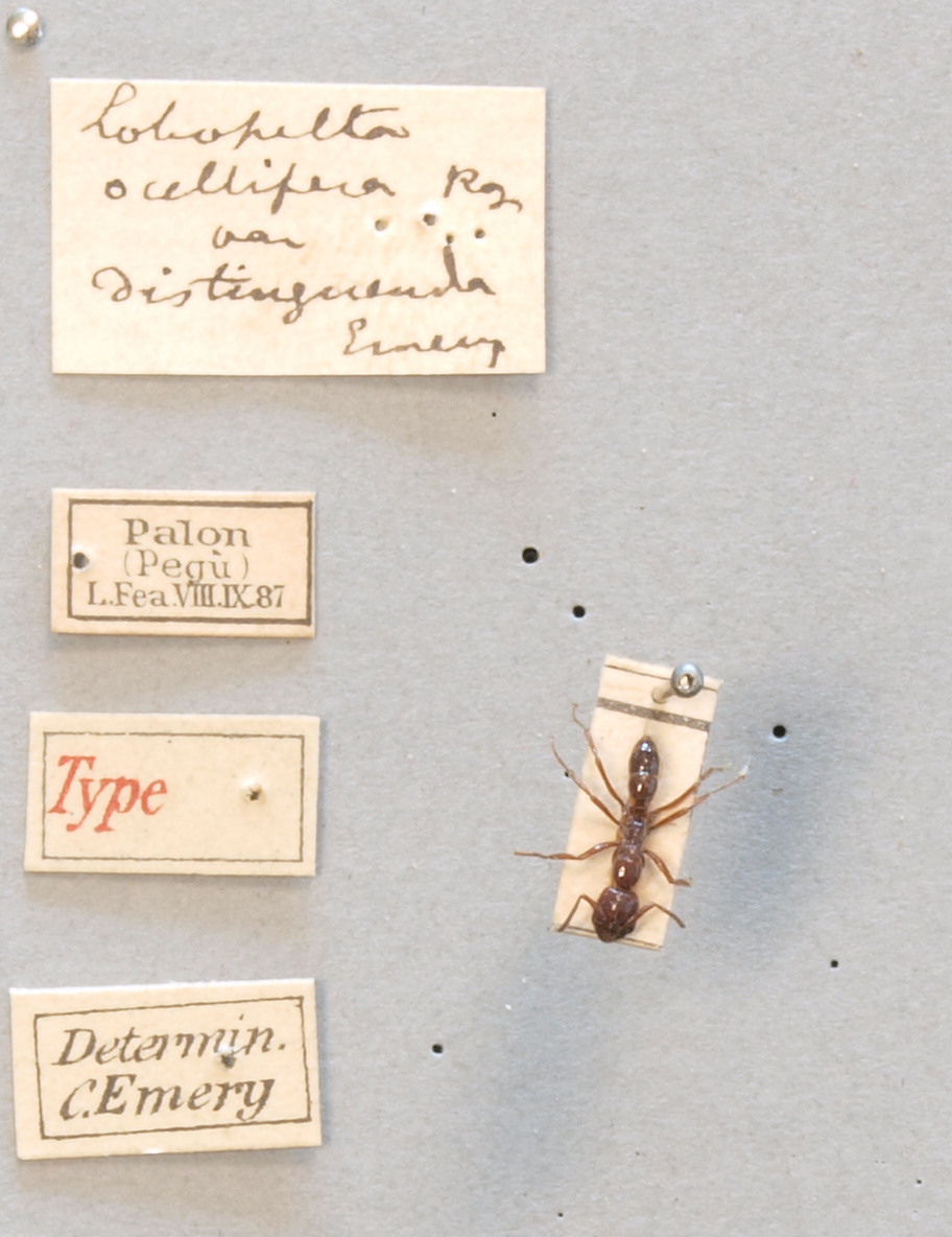 TYPFORM011 Lobopelta ocellifera var. distinguenda Labels.JPG