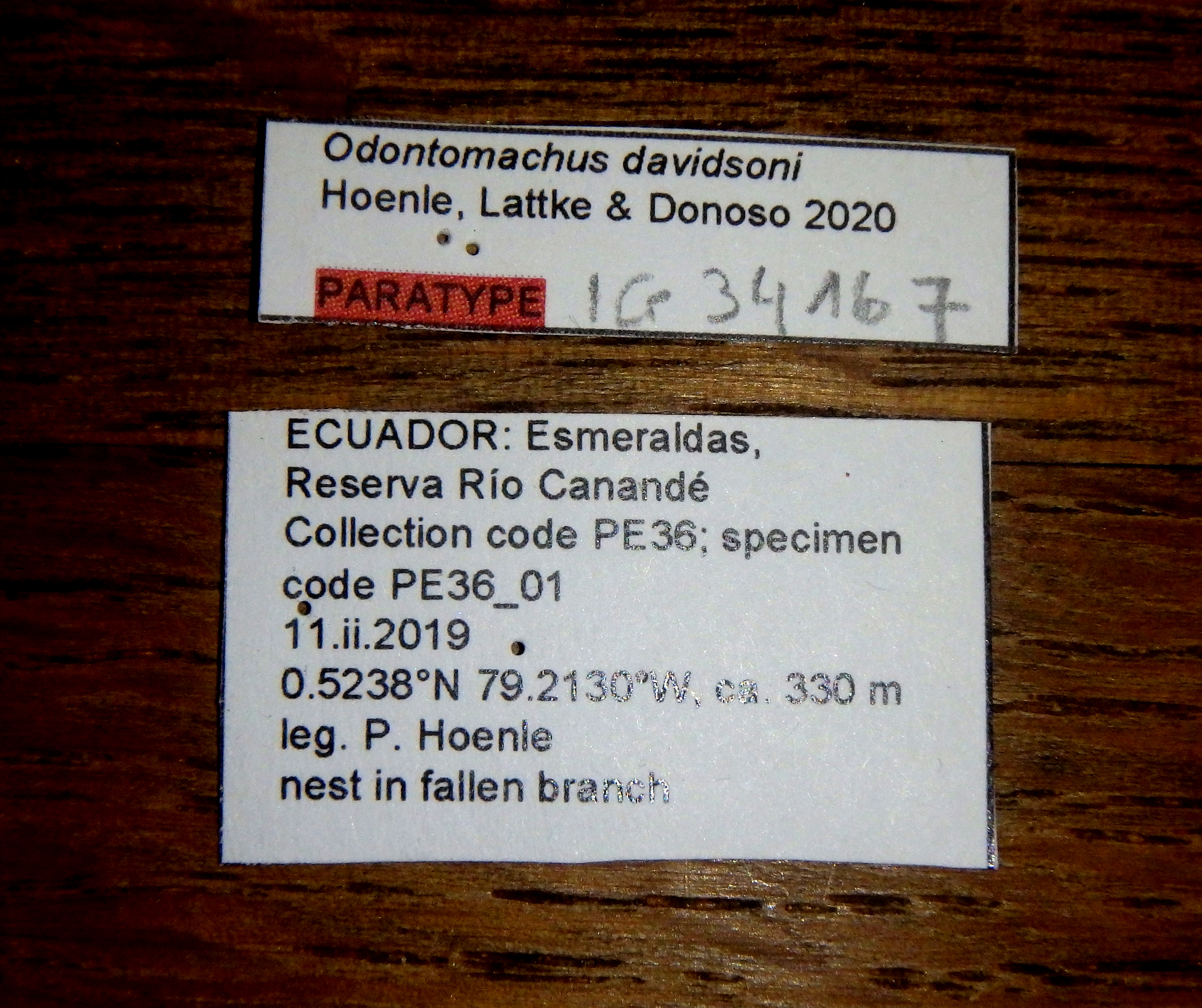 Odontomachus davidsoni pt Labels.jpg