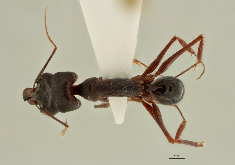 Odontomachus davidsoni pt D ZS PMax.jpg