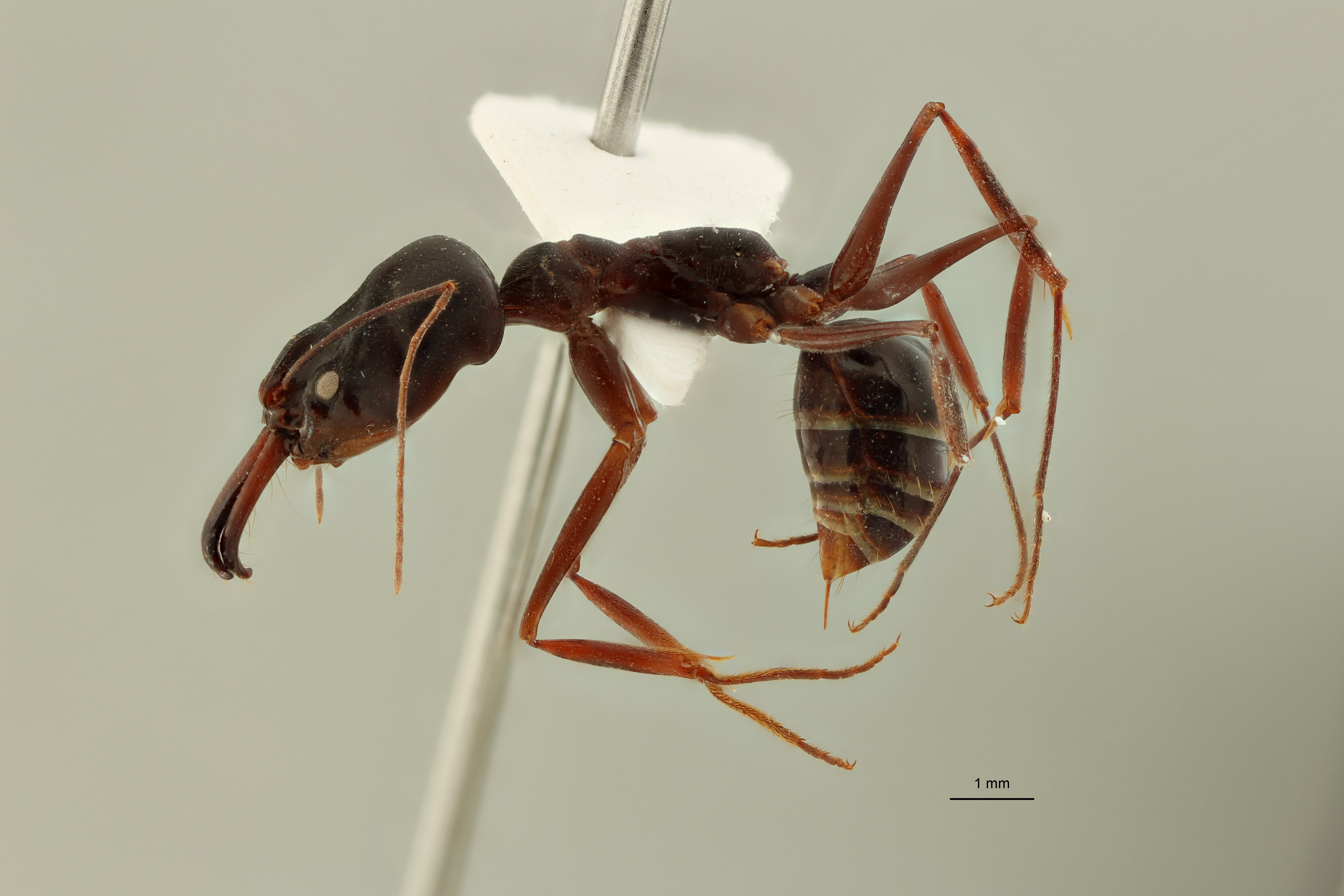 Odontomachus davidsoni pt L ZS PMax.jpg