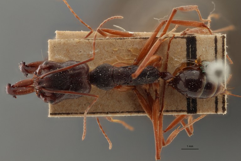 TYPFORM014 Odontomachus monticola Dorsal ZS PMax.jpg TYPFORM014 Odontomachus monticola Dorsal ZS PMax.jpg