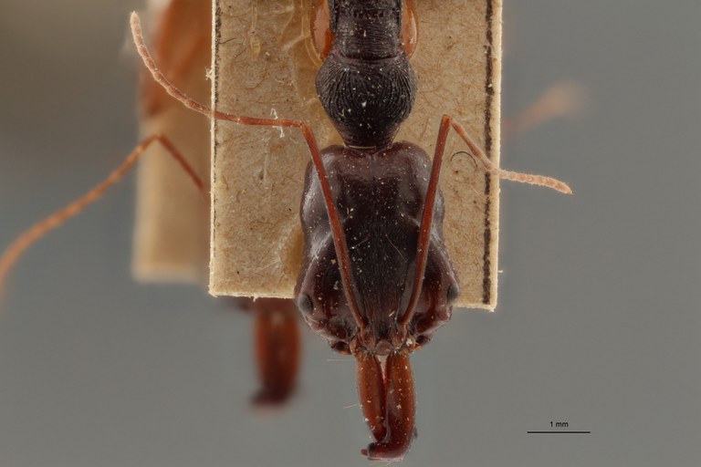 TYPFORM014 Odontomachus monticola Frontal ZS PMax.jpg TYPFORM014 Odontomachus monticola Frontal ZS PMax.jpg
