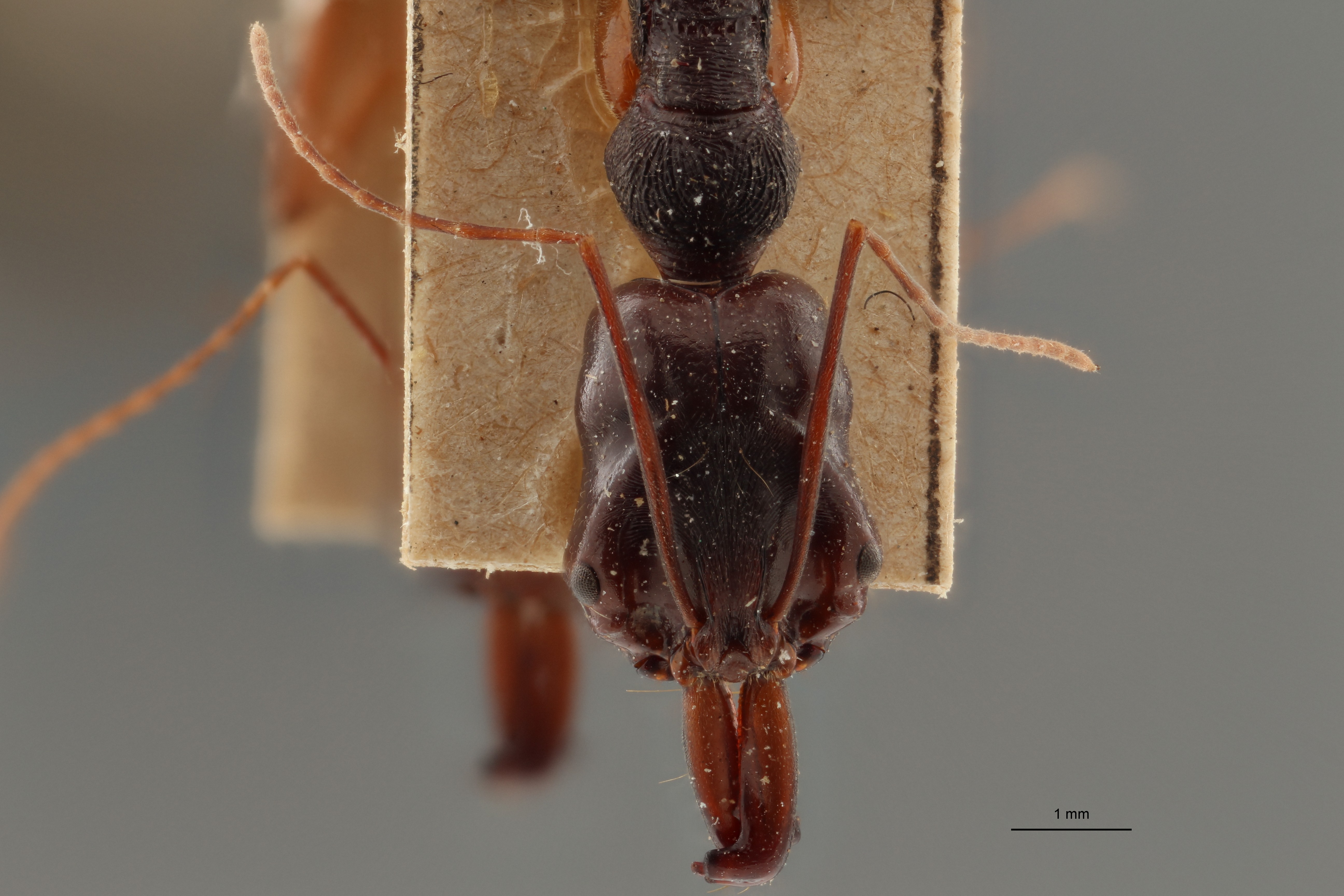 TYPFORM014 Odontomachus monticola Frontal ZS PMax.jpg