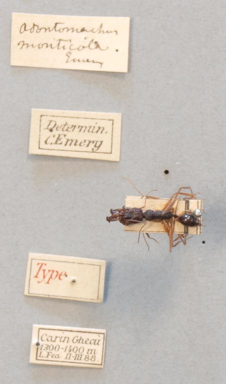 TYPFORM014 Odontomachus monticola Labels.JPG TYPFORM014 Odontomachus monticola Labels.JPG