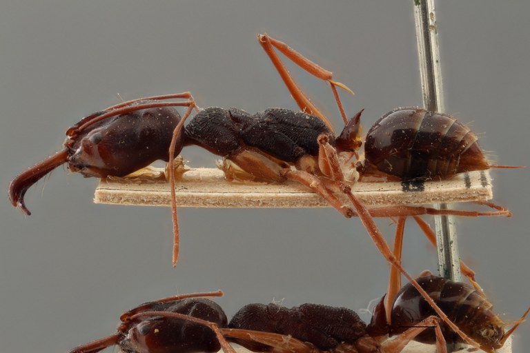 TYPFORM014 Odontomachus monticola Lateral ZS PMax.jpg TYPFORM014 Odontomachus monticola Lateral ZS PMax.jpg